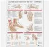 Książki medyczne - Wolters Kluwer Health (Lww) Anatomy and Injuries of the Foot and Ankle - miniaturka - grafika 1