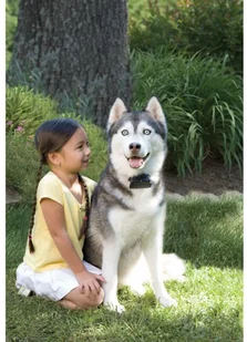 PetSafe Pastuch elektryczny PETSAFE dla dużych psów - Artykuły szkoleniowe - miniaturka - grafika 3