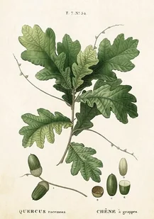 Skona Ting Karnet z kopertą liść dębu - Kartki okolicznościowe i zaproszenia - miniaturka - grafika 2