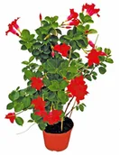 Kwiaty doniczkowe i cięte - Dipladenia Sundaville mix 30-50 cm - miniaturka - grafika 1