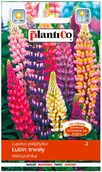 Nasiona i cebule - Plantico Łubin trwały mix - miniaturka - grafika 1