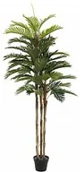 Sztuczne drzewka - Europalms EUROPALMS Kentia palma, sztuczna roślina, 150 cm 82511366 - miniaturka - grafika 1
