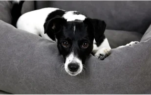 Kerbl Legowisko dla psa Lucca, 70x60 cm, szary, 80346 80346 - Legowiska dla psów - miniaturka - grafika 2