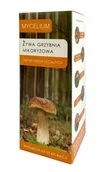 Nasiona i cebule - Żywa Grzybnia Liściaste Borowik Koźlarz Podgrzybek - miniaturka - grafika 1