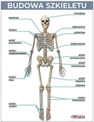 Pomoce naukowe - Naklejka: Budowa szkieletu ED053 - miniaturka - grafika 1