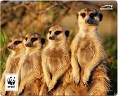 Podkładki pod mysz - SPEEDLINK SL-620300-wwf5 "Terra WWF" podkładka pod mysz z materiałów z recyklingu bez szkodliwych substancji wielokolorowa SL-620300-WWF5 - miniaturka - grafika 1