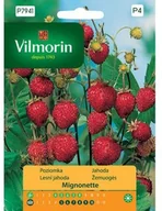 Nasiona i cebule - Vilmorin Nasiona poziomka Mignonette - miniaturka - grafika 1