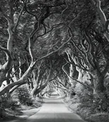 Fototapety - Komar Fototapeta Forevenue SHX5-033 SHX5-033 - miniaturka - grafika 1