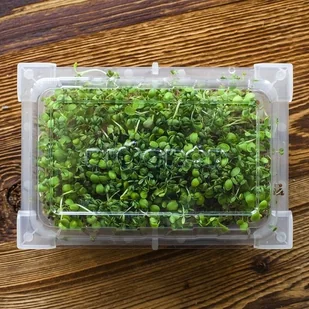 Browin Kiełkownica jednopoziomowa BROWIN 14 cm x 8 cm 745746 - Pozostałe akcesoria kuchenne - miniaturka - grafika 5