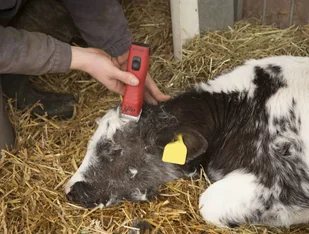 AESCULAP AESCULAP Maszynka do strzyżenia Aesculap FAV5 CL z 2 akumulatorami czerwona GT306 - Maszynki i nożyczki dla psów - miniaturka - grafika 7