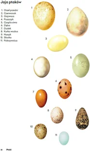 Wydawnictwo MAC Atlas biologiczny dla klasy 6 szkoły podstawowej 881347 - Podręczniki dla szkół podstawowych - miniaturka - grafika 9