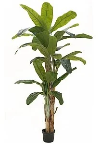 Europalms EUROPALMS Drzewo bananowe, sztuczna roślina, 240 cm 82509541 - Sztuczne drzewka Europalms EUROPALMS Drzewo bananowe, sztuczna roślina, 240 cm 82509541 - Sztuczne drzewka - miniaturka - grafika 1