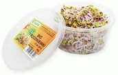 Nasiona na kiełki - ŚWIEŻE (owoce, warzywa, grzyby) - tacki i sztuki Kiełki rzodkiewki świeże BIO (około 50 g) - Bio Planet - 1 opakowanie BP-5907766463023 - miniaturka - grafika 1