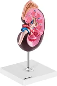 Pomoce naukowe - physa physa Nerka - model anatomiczny - skala 1,5:1 PHY-KM-3 - 3 LATA GWARANCJI PHY-KM-3 - miniaturka - grafika 1