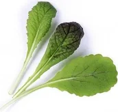 Pozostałe akcesoria do uprawy roślin - Veritable Veritable wkład nasienny Lingot - musztardowiec Red Giant VE-0068567 - miniaturka - grafika 1