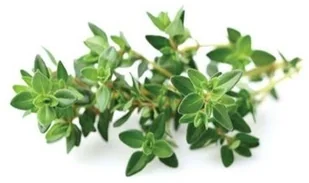 Click&Grow Kapsułki z nasionami Smart Soil 3 szt. tymianek 4742793007373 - Nasiona i cebule - miniaturka - grafika 4