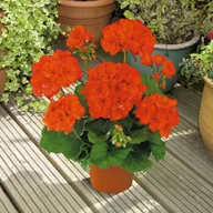 Sadzonki drzew krzewów - Pelargonia (Pelargonium) rabatowa 25-30 cm - miniaturka - grafika 1