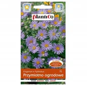 Nasiona i cebule - Plantico Przymiotno Ogrodowe nasiona kwiatów 0,2g - miniaturka - grafika 1