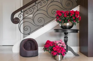 Ami Play Buda owalna Aspen - Legowiska dla psów - miniaturka - grafika 4