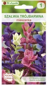 Nasiona i cebule - Legutko Szałwia trójbarwna MIESZANKA - miniaturka - grafika 1