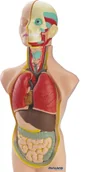 Pomoce naukowe - Miniland Anatomia człowieka - miniaturka - grafika 1
