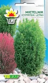Nasiona i cebule - Toraf KWIATY Mietelnik Cyprysik letni nasiona 1g 00437 - miniaturka - grafika 1