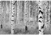 Fototapety - Fototapeta WOODS 248 x 368 cm - miniaturka - grafika 1
