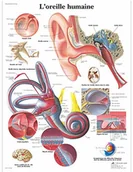 Pozostałe kosmetyki - 3B Scientific anatomiczne krojenia VR2243UU - miniaturka - grafika 1