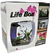 Terraria - Lucky Reptile LB Life Box Nanoterrarium ze szkła akrylowego, granatowy (Beere) - miniaturka - grafika 1