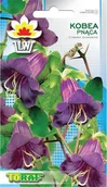 Nasiona i cebule - Toraf KWIATY Kobea pnąca fioletowa nasiona 6szt 00414 - miniaturka - grafika 1