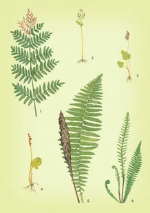 Wydawnictwo MAC Atlas biologiczny dla klas 5-8 szkoły podstawowej 881142 - Podręczniki dla szkół podstawowych - miniaturka - grafika 9
