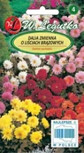 Nasiona i cebule - Legutko Dalia zmienna karłowa - Diablo 5903837112807 - miniaturka - grafika 1