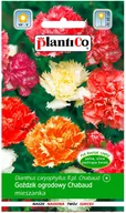 Nasiona i cebule - Plantico Goździk Chabaud mix - miniaturka - grafika 1
