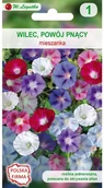Nasiona i cebule - Legutko Wilec (Powój pnący) MIESZANKA - miniaturka - grafika 1