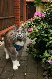 all for cats ALL FOR CATS Sportowe szelki Niebieski XS dla kota - Szelki dla kotów - miniaturka - grafika 4