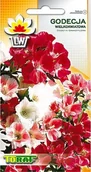 Nasiona i cebule - Toraf KWIATY Godecja wielkokwiatowa nasiona 1g 00395 - miniaturka - grafika 1