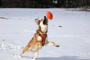 PitchDog PitchDog Piłka Rugby Sport Ball śr. 9 cm, dł. 14 cm Pink - Zabawki dla psów - miniaturka - grafika 2