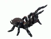 Figurki dla dzieci - Bullyland 68453  figurka, ptak pająka Do gier, ok. 10 cm - miniaturka - grafika 1