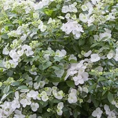 Sadzonki drzew krzewów - Hortensja Runaway Bride - miniaturka - grafika 1