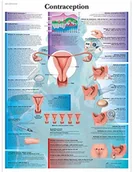 Pozostałe kosmetyki - 3B Scientific anatomiczne krojenia VR2591UU - miniaturka - grafika 1