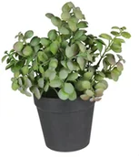 Sztuczne kwiaty - SPLENDID Zioła sztuczne w doniczce 20 cm SPLENDID - miniaturka - grafika 1