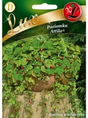 Nasiona i cebule - Legutko Poziomka ATTILA - miniaturka - grafika 1