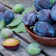 Sadzonki drzew krzewów - In My Garden Śliwa  Staropolski Ogród - miniaturka - grafika 1