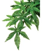 Dekoracje do akwarium - Exo Terra Exo Terra roślina wisząca Zaślaz 55cm - miniaturka - grafika 1