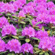 Sadzonki drzew krzewów - Rhododendron 40 L - miniaturka - grafika 1