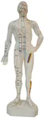 Meble i wyposażenie gabinetów medycznych - Model do akupunktury - całe ciało - rozmieszczenie punktów akupunktury na ciele człowieka (D027KL) - miniaturka - grafika 1