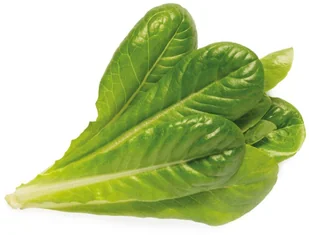 Click & Grow Kapsułki roślinne Click &amp Grow Pods Romaine Lettuce Sałata rzymska RomaineLettuce - Nasiona i cebule - miniaturka - grafika 3