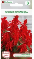 Nasiona i cebule - Legutko Szałwia błyszcząca CZERWONA - miniaturka - grafika 1