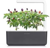 Nasiona i cebule - Click & Grow Kapsułki roślinne Click &amp Grow Pods Purple Chili Pepper Fioletowa papryka chili PurpleChiliPepper - miniaturka - grafika 1