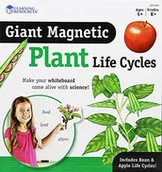 Mały naukowiec - Learning Resources Riesiger magnetyczny cykl życia rośliny, LER6045 - miniaturka - grafika 1